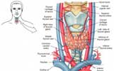 papillary-thyroid-cancer-thumb