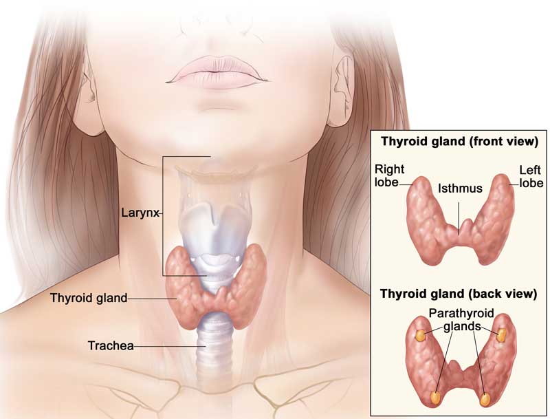 the-thyroid