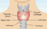 thyroid-gland-location