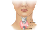 thyroid-lump-thyroid-nodule-thumb