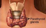 parathyroid-glands-thumb