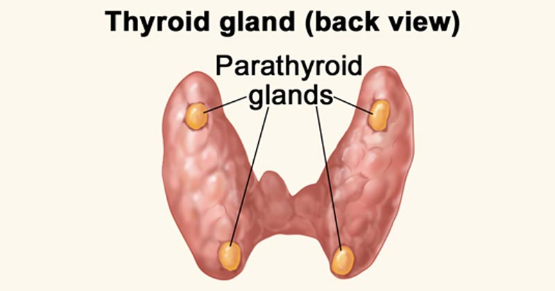 parathyroid-glands