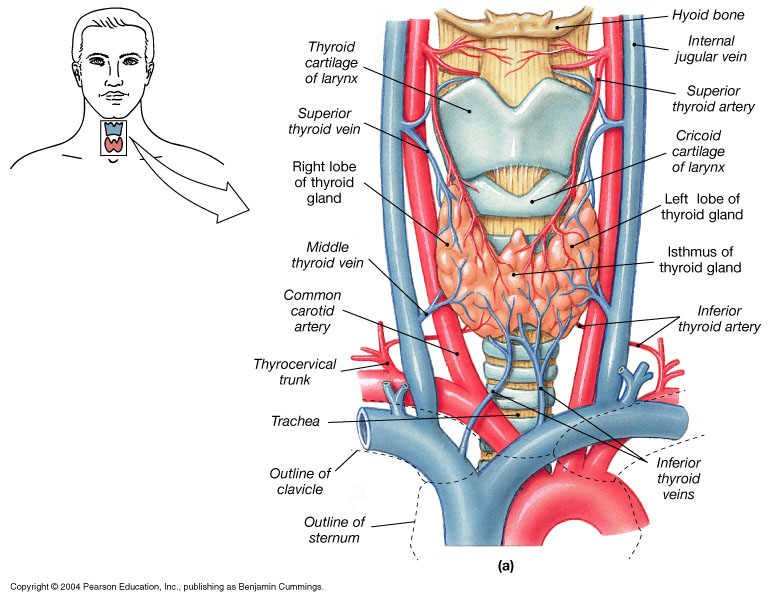 thyroid-anatomy