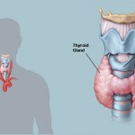 where-is-the-thyroid-gland