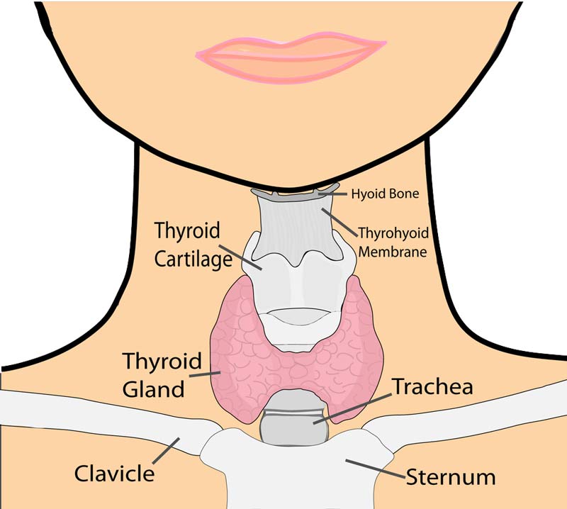 thyroid-gland-location
