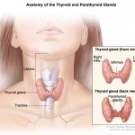 common-parathyroid-symptoms