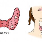 how-the-parathyroid-gland-works
