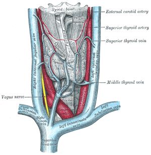 thyroid-gland-anatomy