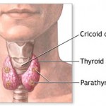 thyroid-parathyroid-diseases