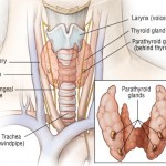 parathyroid-gland-anatomy
