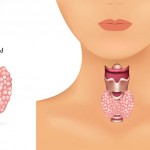 thyroid-gland