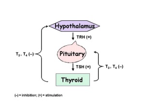pituitary-thyroid-axis