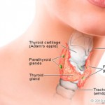thyroid-function