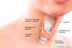thyroid-function-what-does-the-thyroid-gland-do