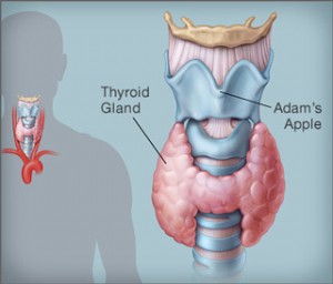 where-is-the-thyroid-world-thyroid-day