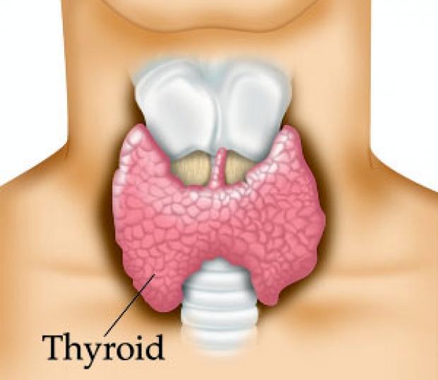 what-is-the-thyroid-gland