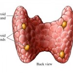finding-the-parathyroid-gland