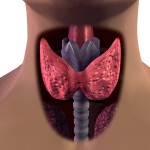 thyroid-gland-anatomy