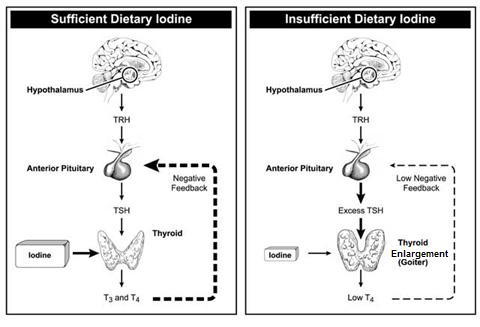dietary-iodine-and-thyroid-homones-picture