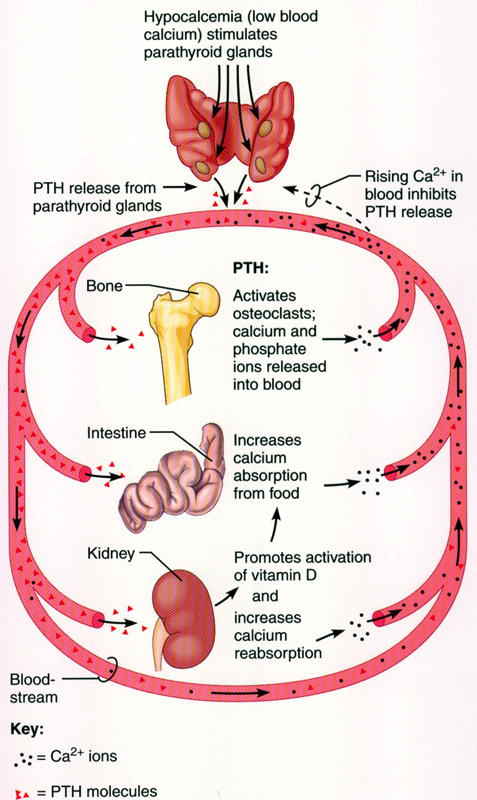 parathyroid-hormone-functions